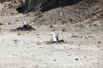 Obraz premium Gaviotas en sus nidos