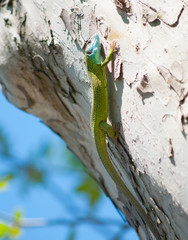 Green blue lizard on a tree