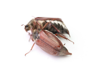 chafer