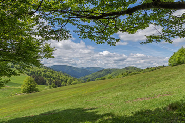 paysage des Vosges