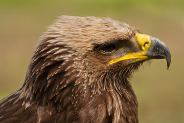 Portret van een roofvogel.