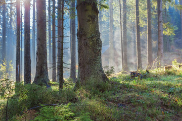 mountain fir tree forest scene