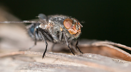 House fly close up
