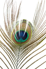 Naklejka premium peacock feather
