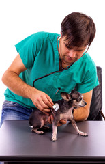 Vet examining a lovely chihuahua dog with a stethoscope