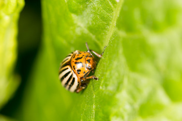 Colorado potato beetle on a green leaf. close