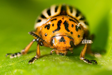 Colorado potato beetle on a green leaf. close