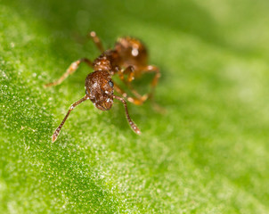 Ant on a green leaf. close