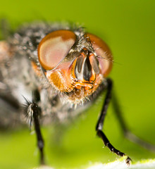 fly on a green leaf. close