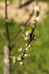 Buds on a tree at the spring time