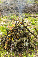 tree branches burning in spring