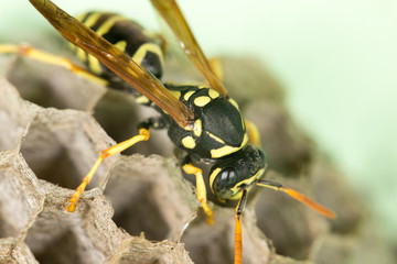 Wasp Nest with Pupae