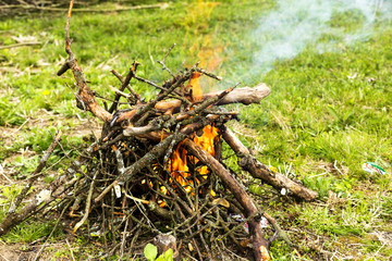 tree branches burning in spring
