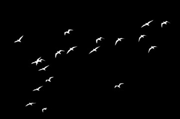 silhouette of a flock of birds on a black background