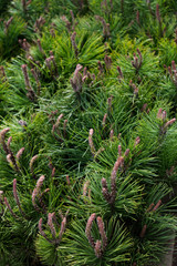 ветки сосны © eevlada