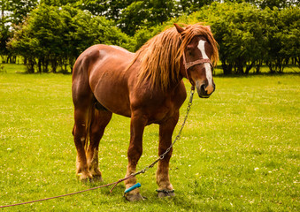 Beautiful Brown Male Horse