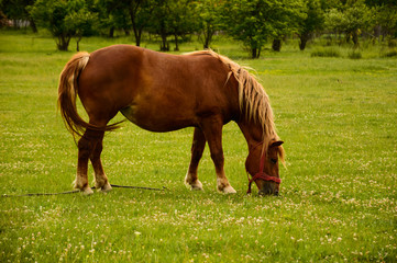 Naklejka na ściany i meble Beautiful Brown Horse on a field