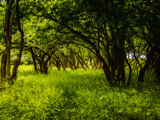 Natural tunnel in a forest