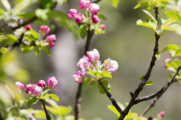Fototapeta na wymiar beautiful flowers on the branches of apple trees