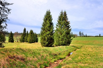 Bergwiese mit Entwässerungsgraben im Erzgebirge