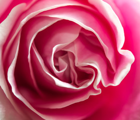 Fototapeta na wymiar Beautiful pink rose closeup