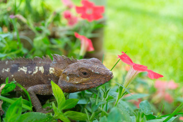 Tree lizard with flowers