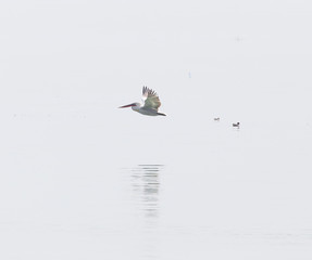 Birds fly over the surface of the water