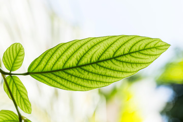 Green leaf