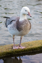 Fototapeta na wymiar Griffon Goose Standing On The Breakwater.