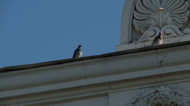 Pigeons on cornice of building, close-up