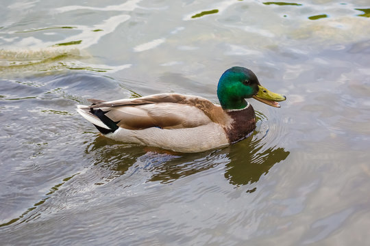Male Mallard Swimming In The Pond.
