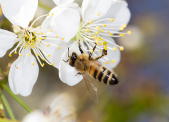bee on a white flower on a tree