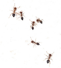 ants on a white wall