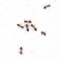 ants on a white wall
