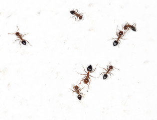 ants on a white wall