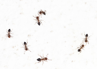ants on a white wall