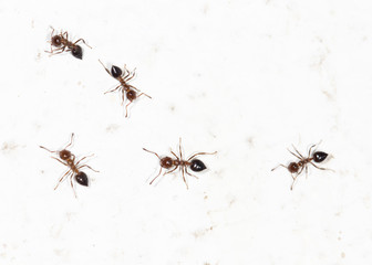 ants on a white wall
