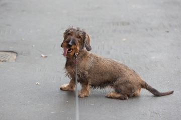 Cane bassotto stanco e assetato