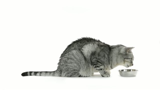 Tabby grey cat eating from a bowl