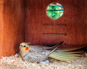 Cockatiel laying eggs in a nest box