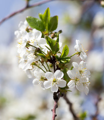 Obraz premium flowers on the tree against the blue sky