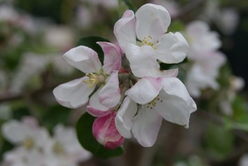 Fototapeta na wymiar Apfelblüte