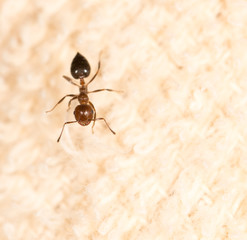 ant on material