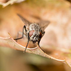 Fly on autumn leaves in nature. close-up