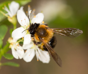 bee on a white flower in nature. close-up