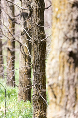 crown of a tree in a park on the nature
