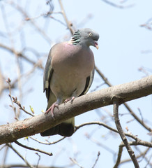 dove on the tree in nature