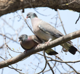 two doves in love on the tree in nature