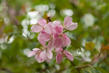 sakura blossom