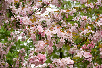 sakura blossom